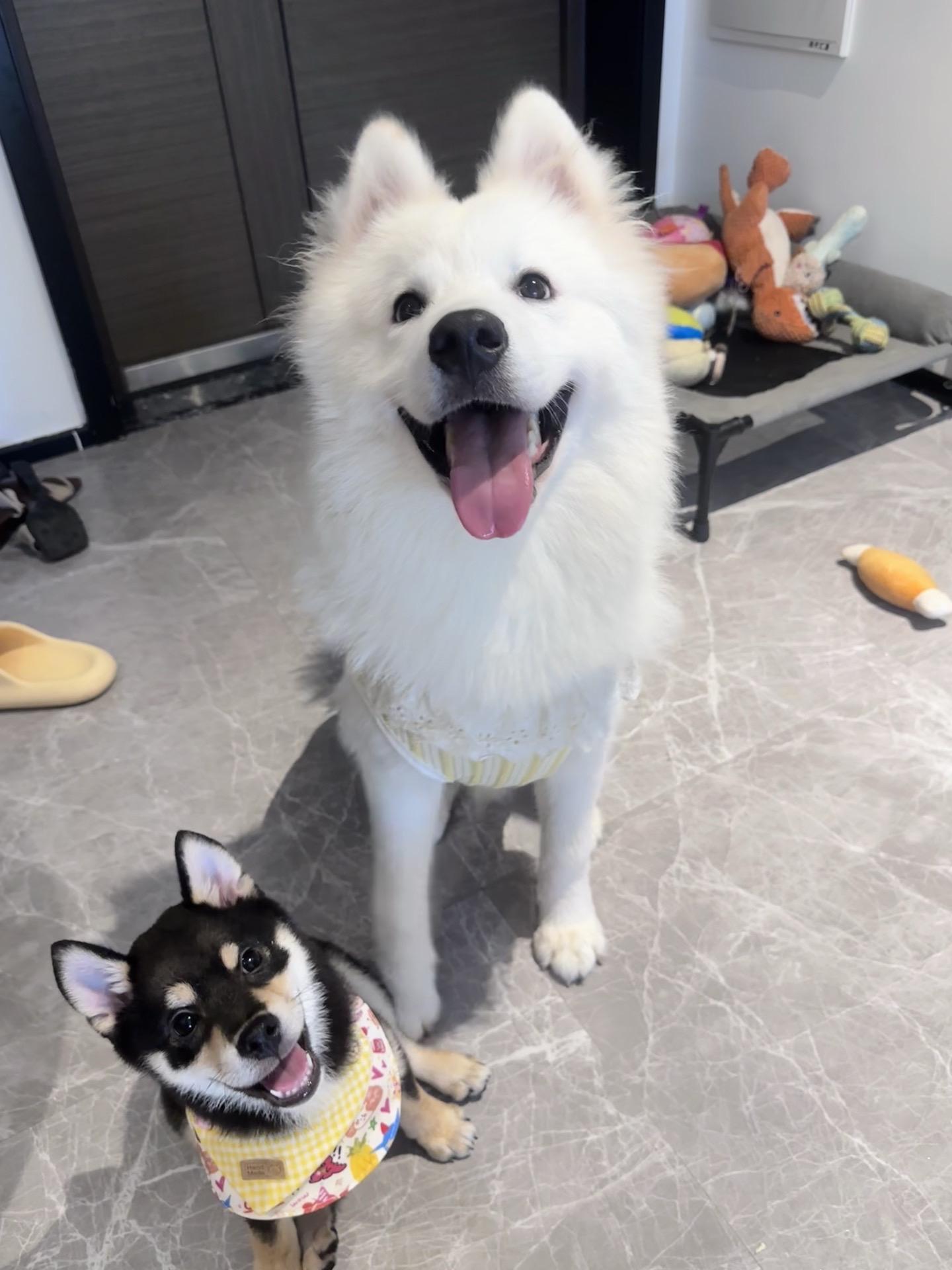 日子好像过得稀巴烂 但是看到小狗就很开心🥳