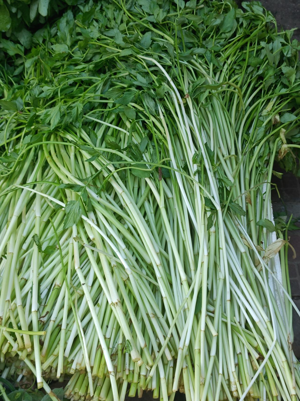 湛江本地蔬菜若干，摄于遂溪城内市场。

1.水芹，2.本地菜心，现在表现远不如宁