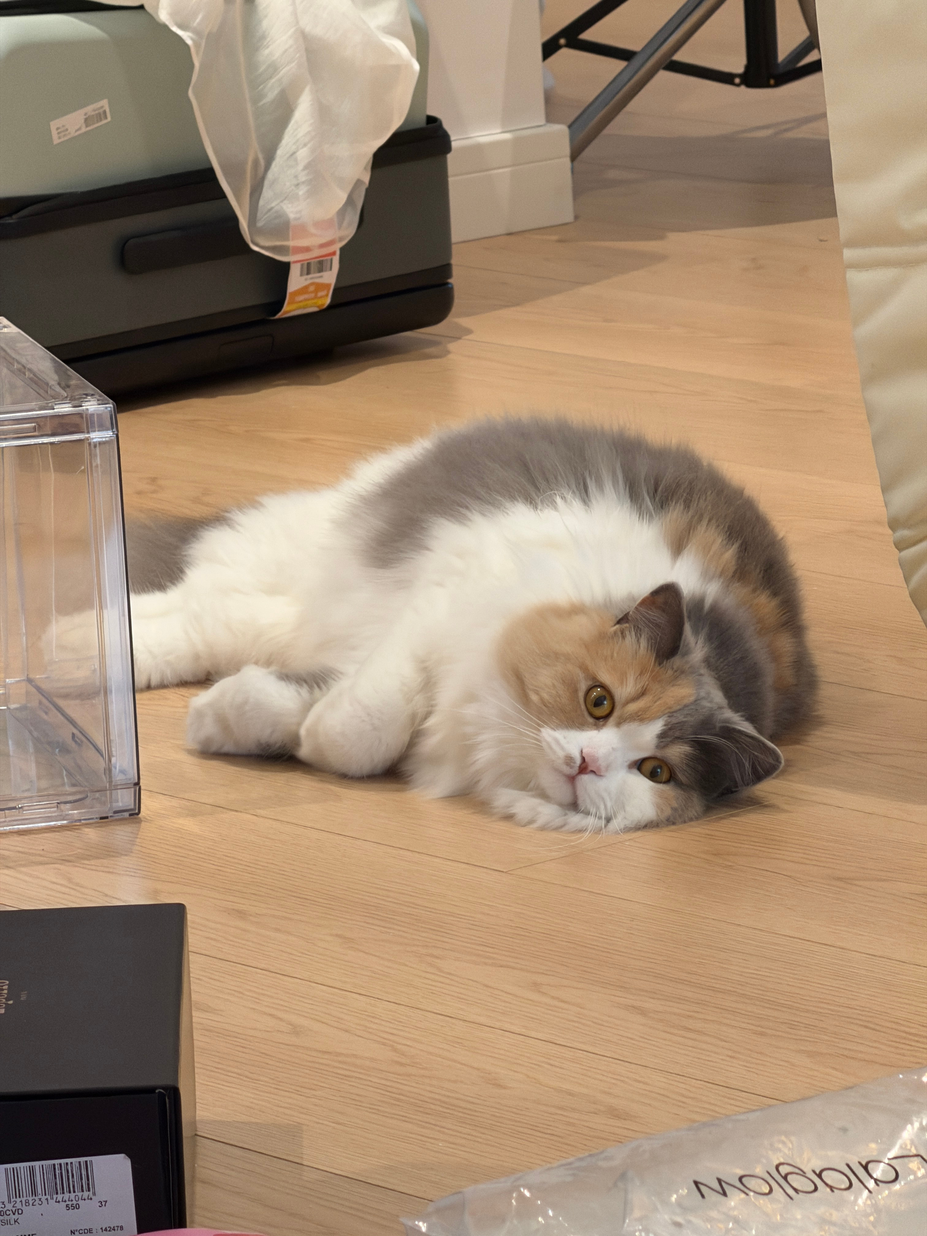 在衣服堆里长大的小猫 