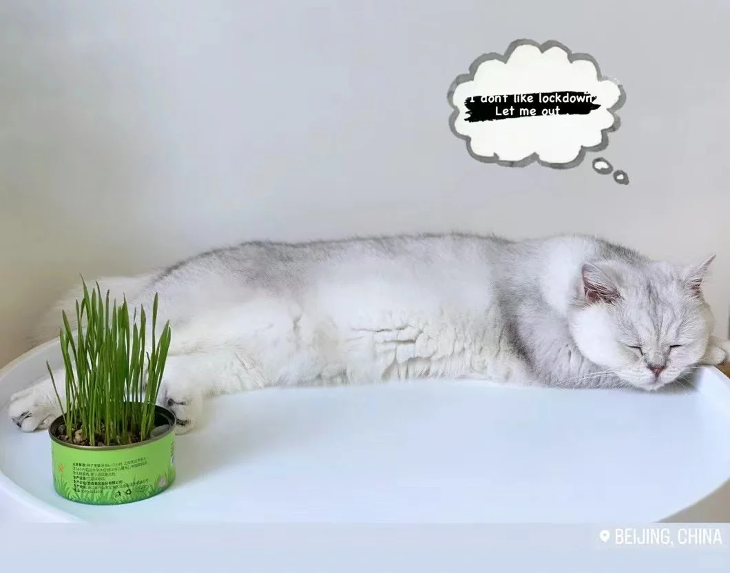 岁月静好，只因有🐱！