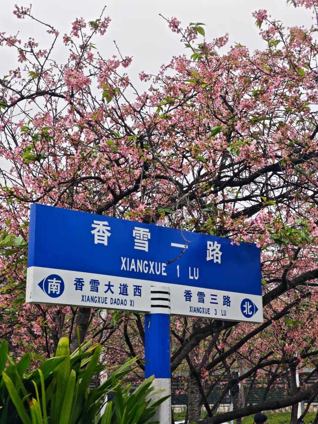 只剩7天‼️广州0元樱花海快冲🌸🌸🌸广州的春日浪漫被黄埔【创业公园】承包了