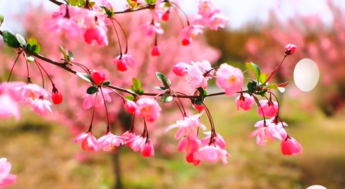 风带着刚抽芽的青草气，漫过这片垂丝海棠。
 
粉瓣垂成一串小铃铛，风一吹就晃出细
