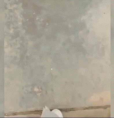 狗子:我是狗，我是狗，我是狗，重要的事说三遍！