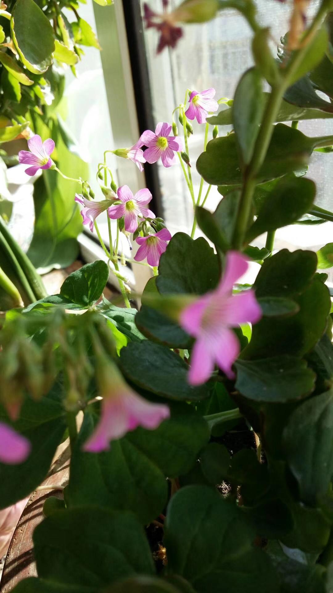 谁有花草照片，可以晒下吗随手拍～