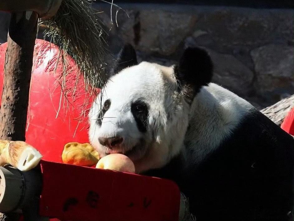 丫丫马口夺食吃的真香啊丫丫