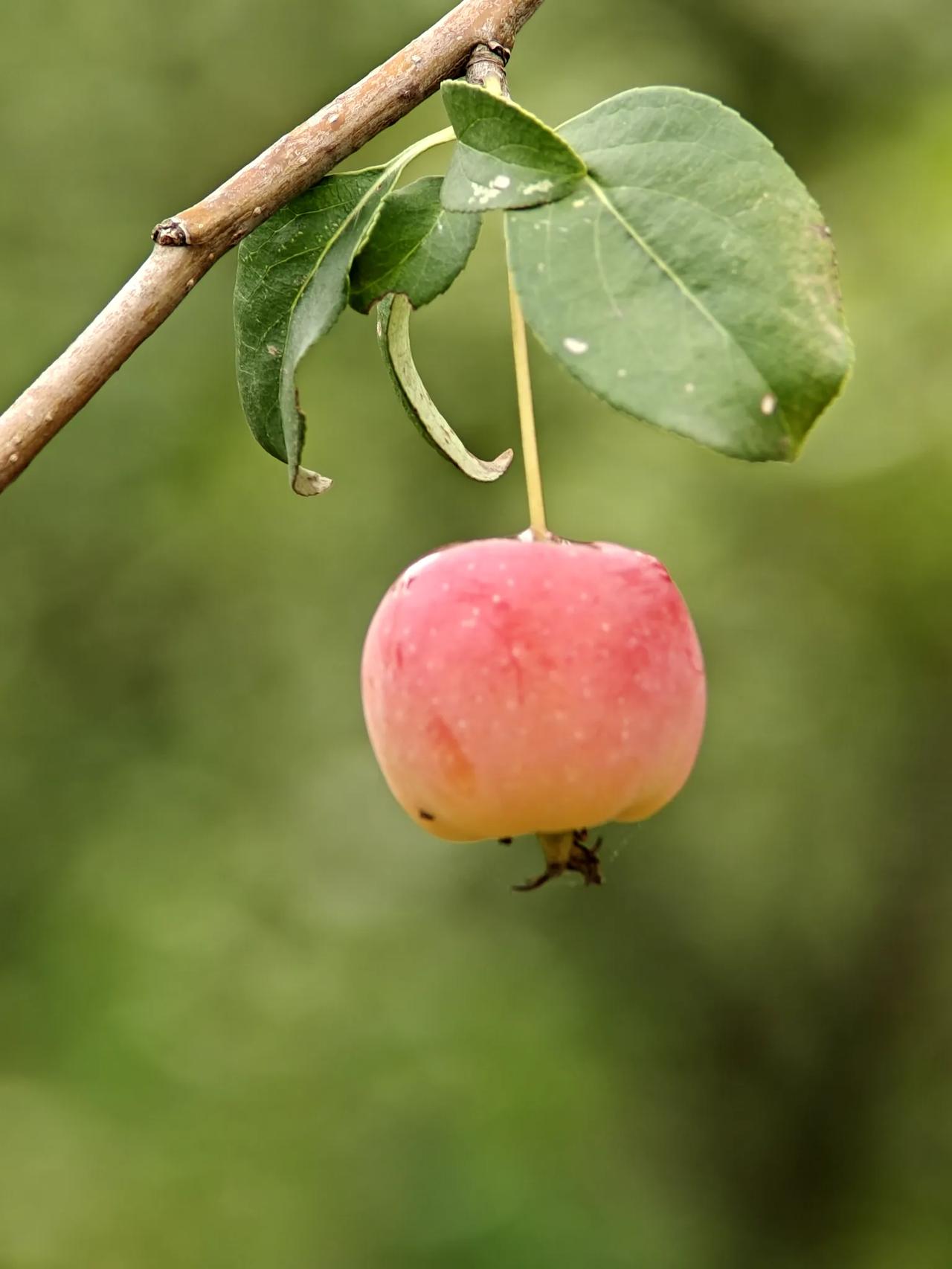 公园里，漂亮的海棠熟了，你觉得好吃吗？每一颗都带着小时候的回忆，那时候没有什么好