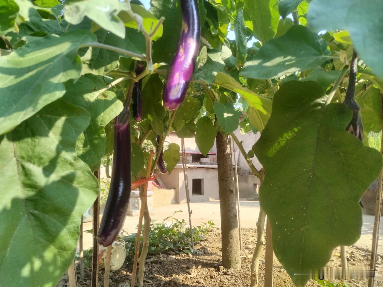 一个好汉三个帮，两棵茄子九个桩。我在庭院的桂花树蔸栽了两棵茄子，长了1米7高。老