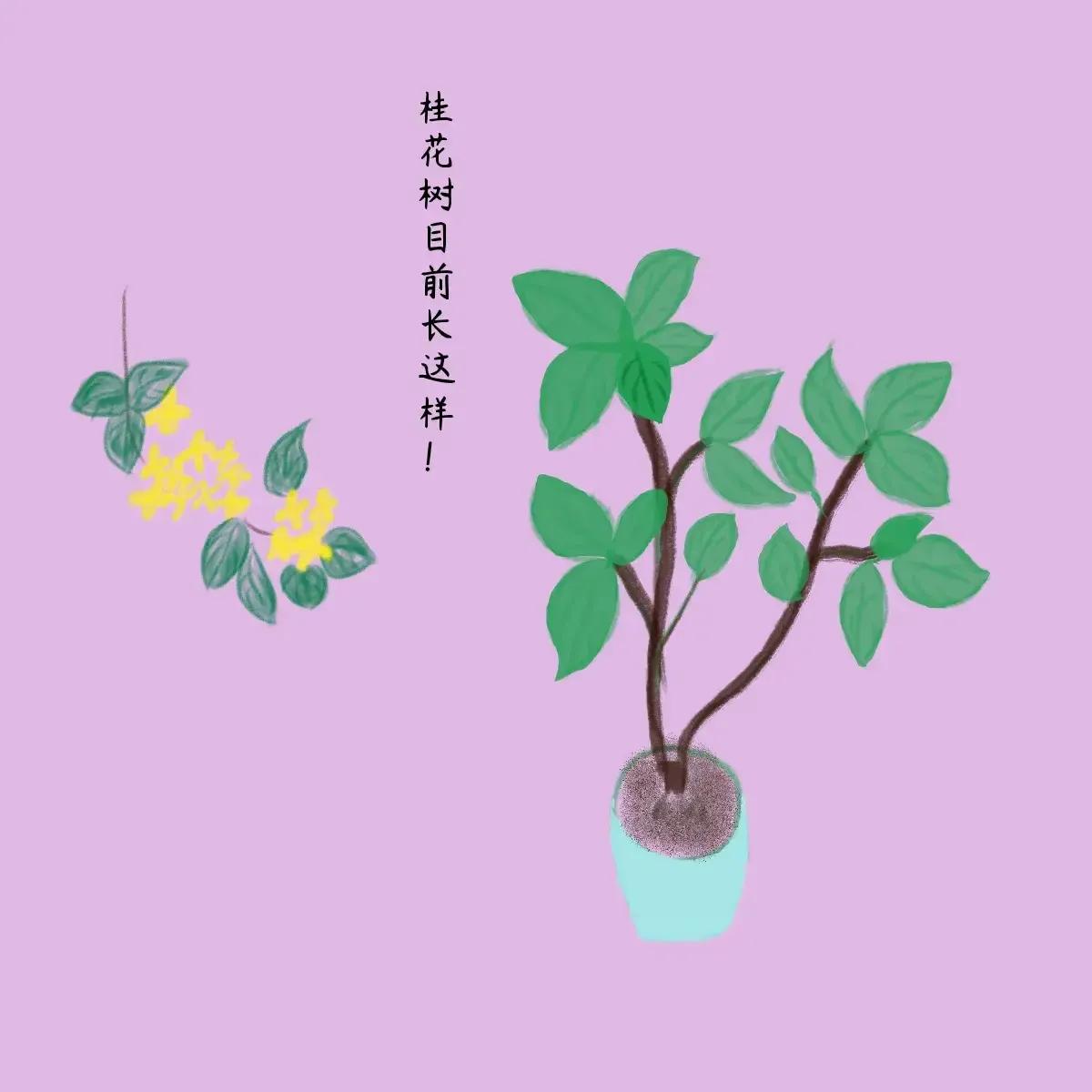 #养桂花用什么土好#桂花适宜生长在微酸性、疏松、排水良好的土壤中。
一般会用腐叶