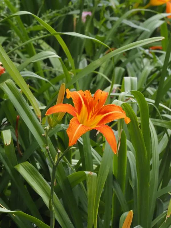 上联：花开花落花无语，下联怎么对人来人往各自知