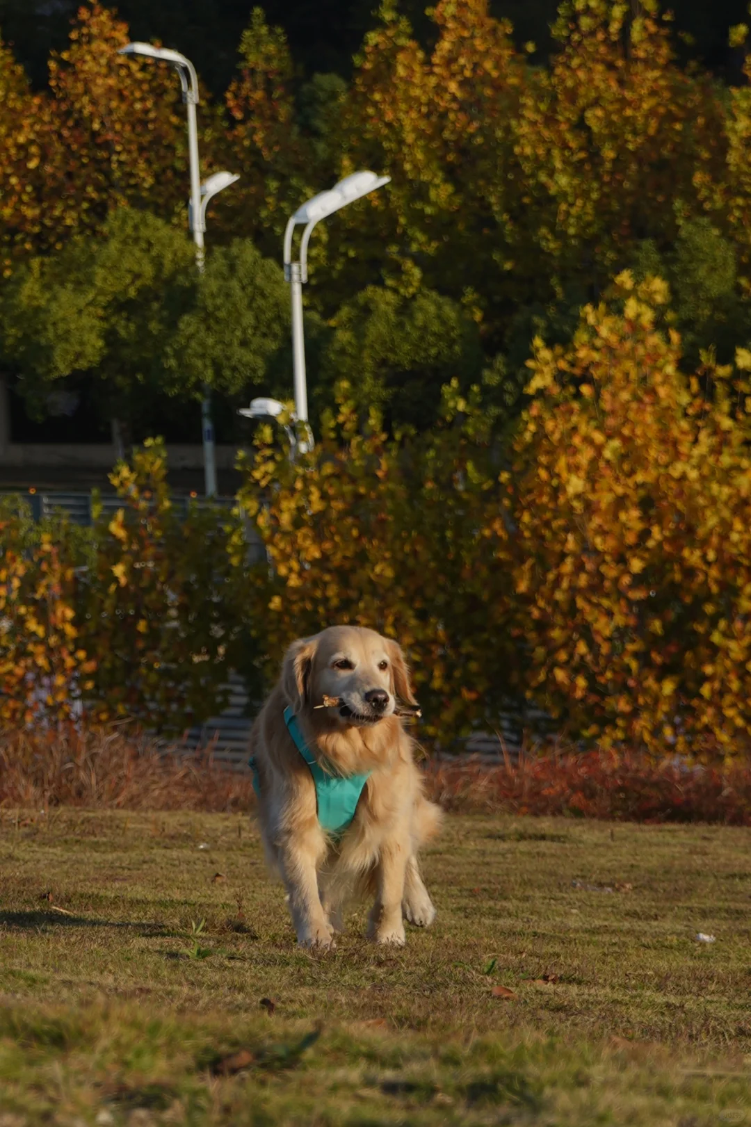 12月小狗也要开心好运～