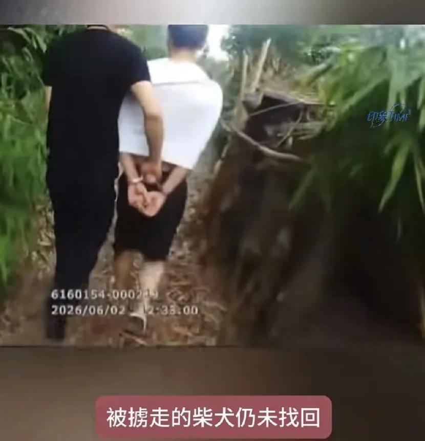 四川德阳，一只黑色柴犬像往常一样，在停车场乖乖趴着等做直播工作的主人下班。谁知一