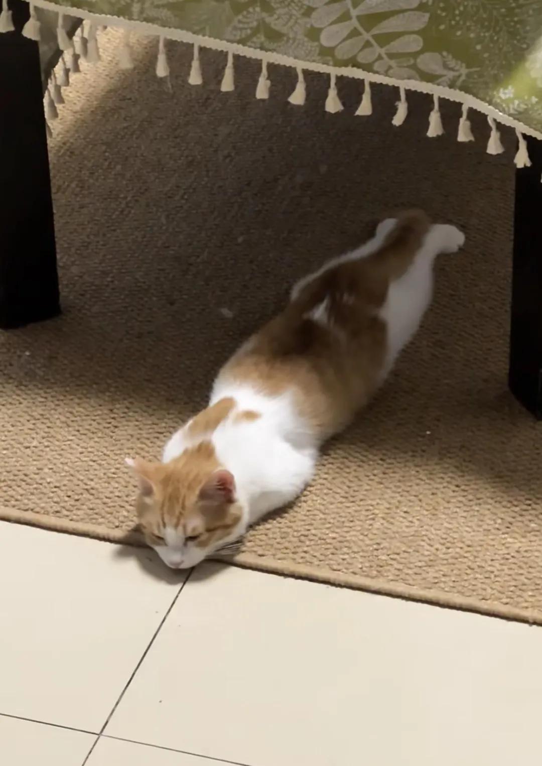 #随手记录秋日生活#小猫咪也喜欢躺平