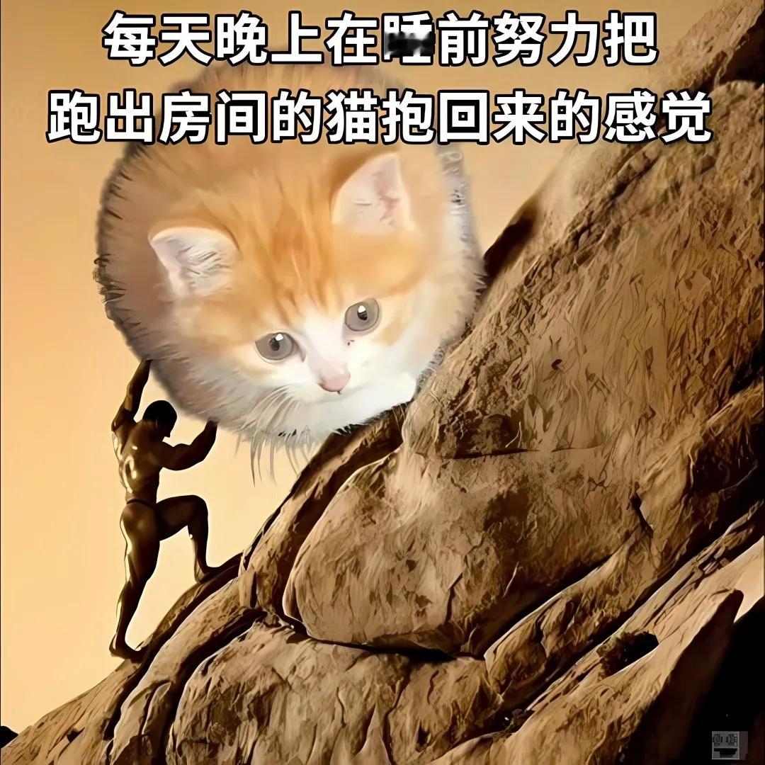 猫meme梗图 ​​​