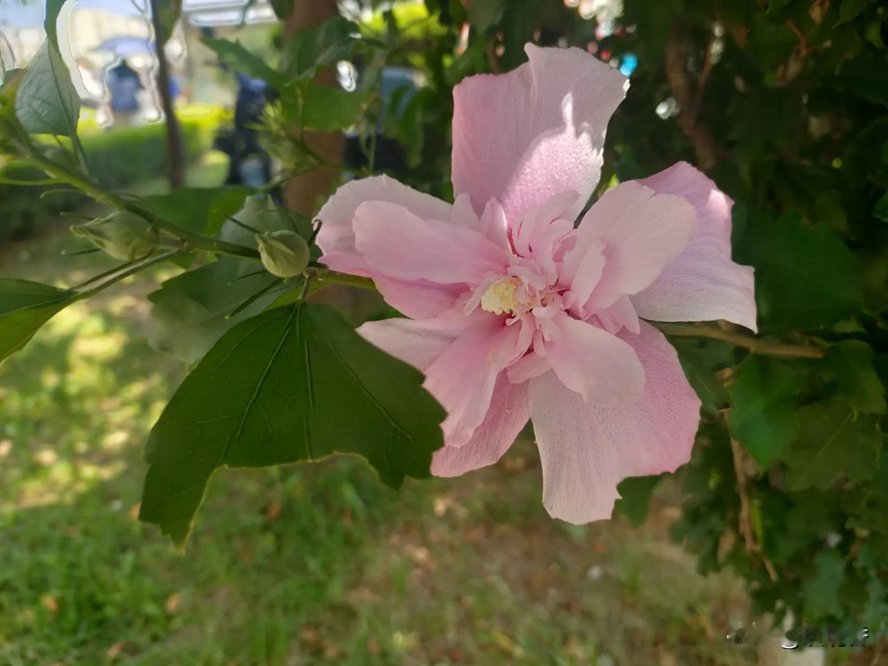 分享一张最近随手拍的照片