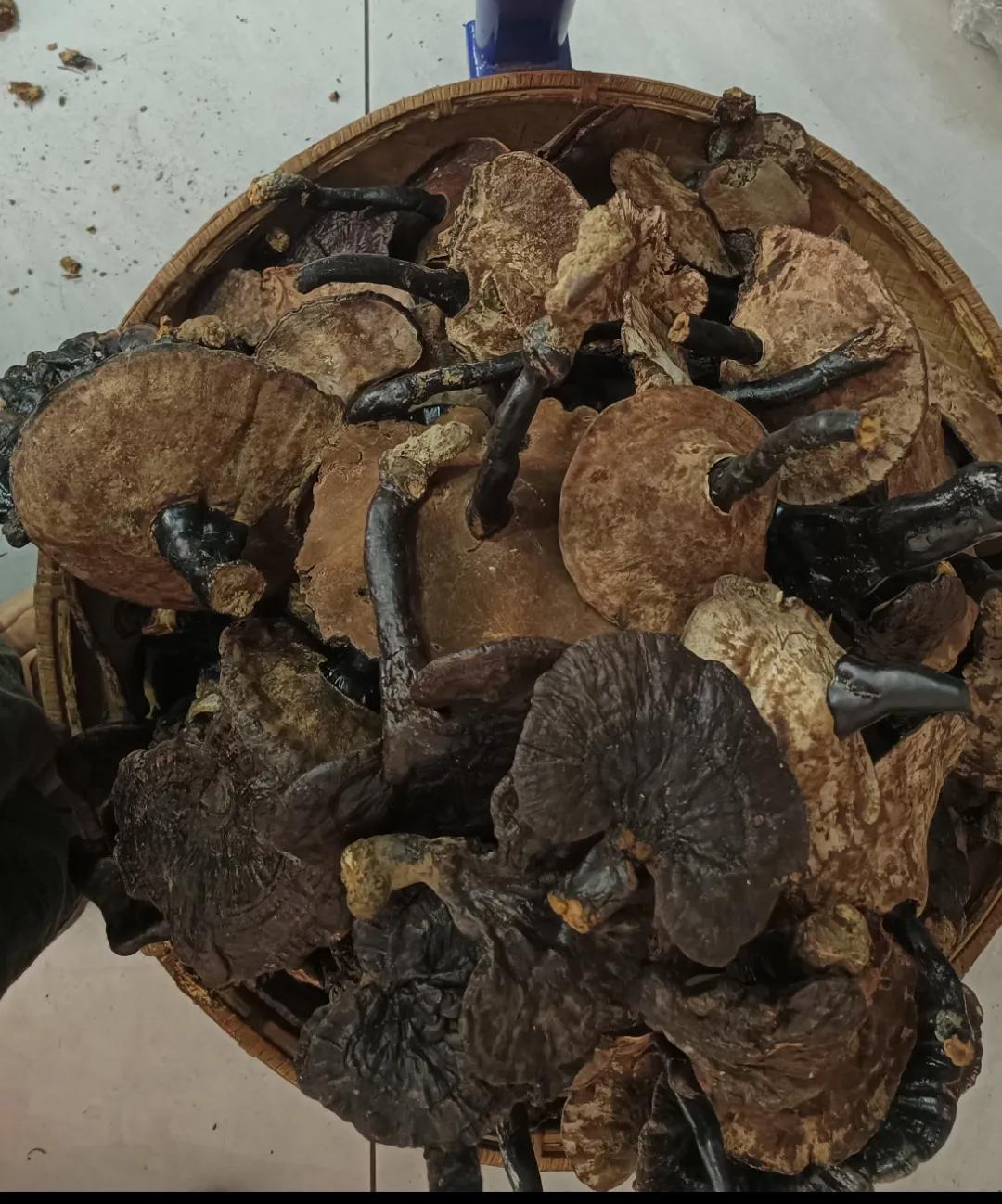 一一纯天然野生灵芝