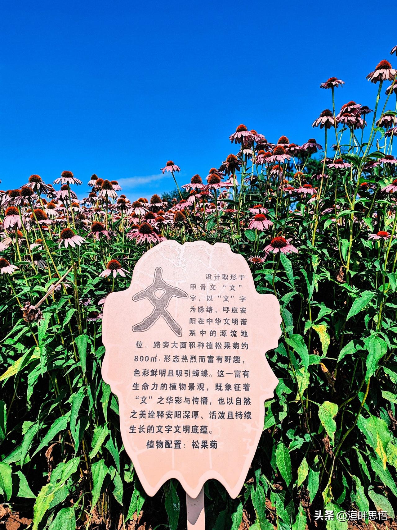 文脉流芳地，花影映晴空。
