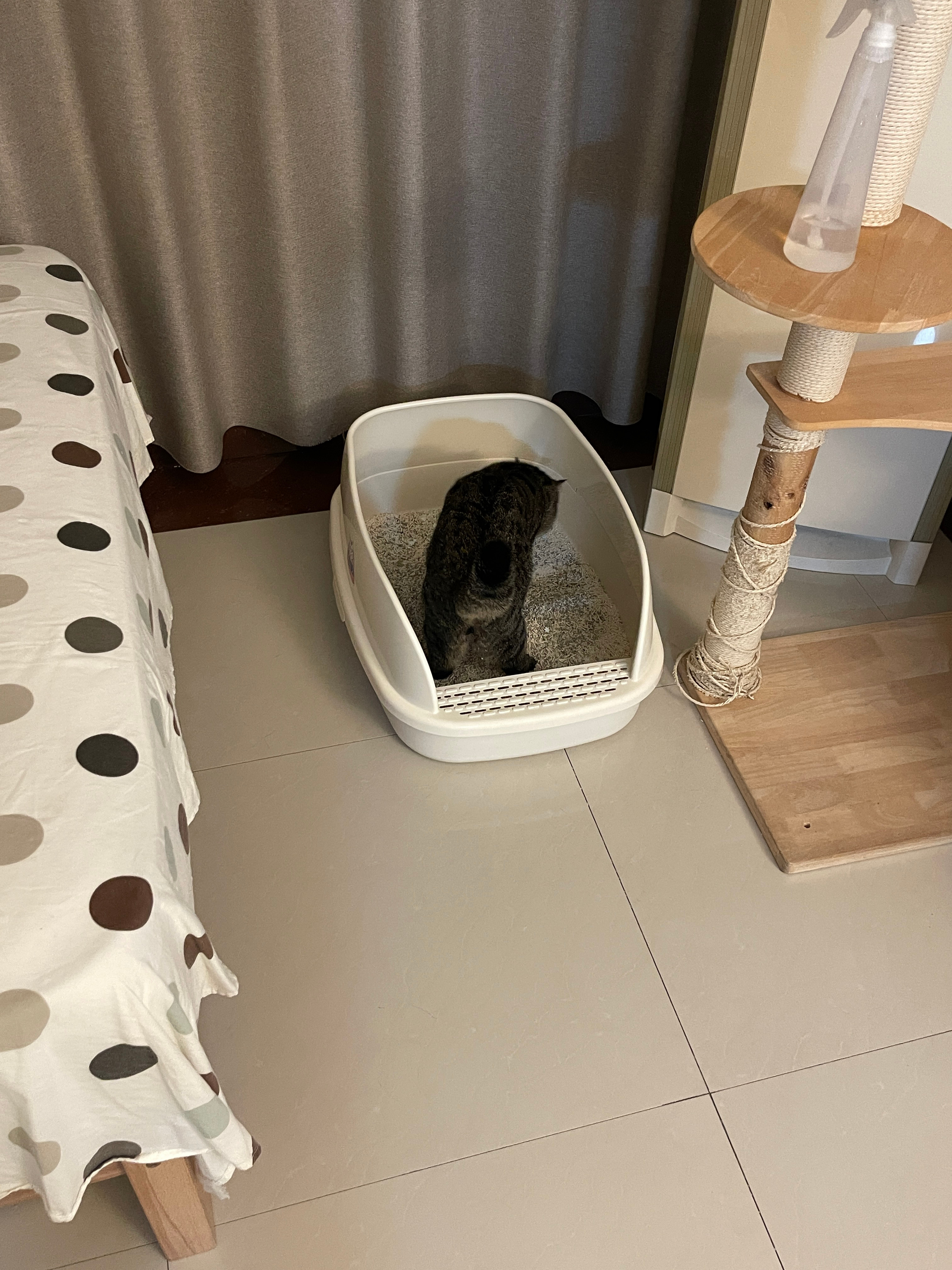刚洗的猫砂盆 刚换的新猫砂 也要进去尿一泡 捧场得可怕 ​​​