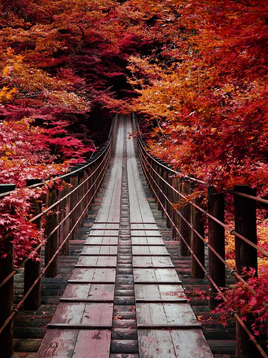 日本旅行🍁来这个浪漫秋日吊桥狩猎红叶吧！