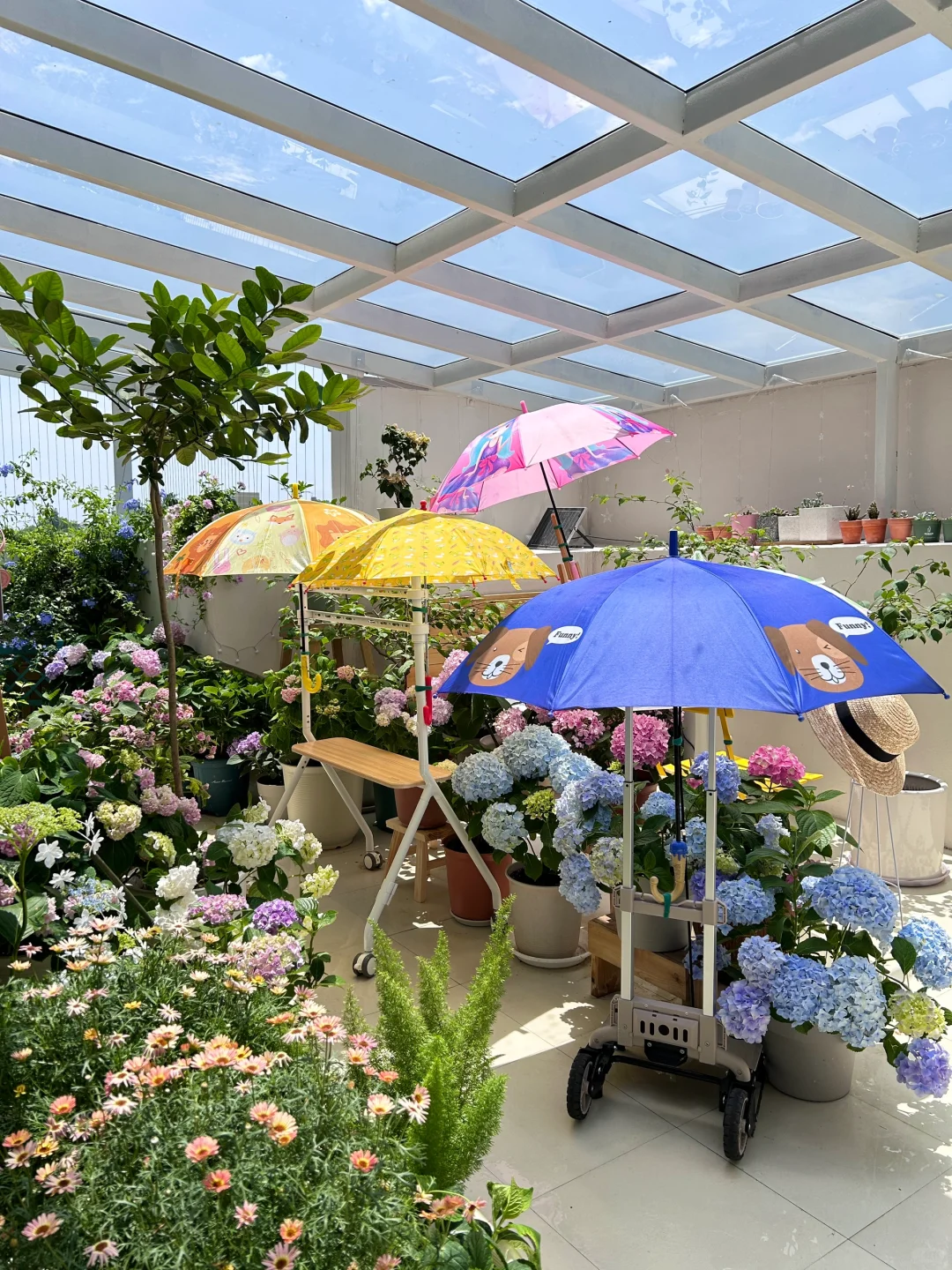 🔥拉遮阳网太丑了，你们怎样给绣球遮阳的？