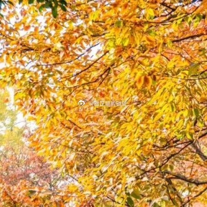 关月月最后的记忆是实验室刺目的白光，玻璃器皿的爆裂声！她倾注了三年心血的抗旱菌株