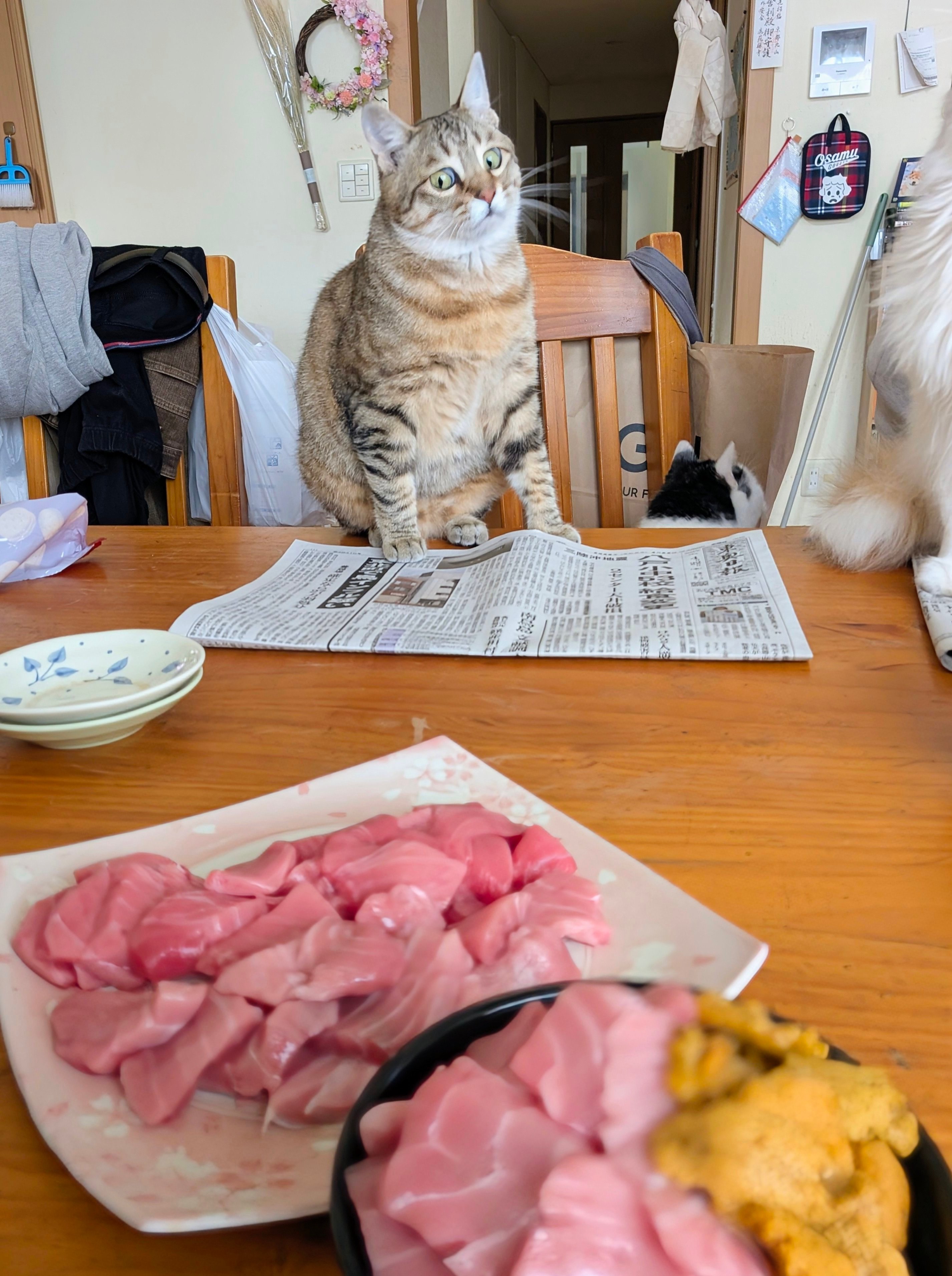 凝视金枪鱼的猫咪大人