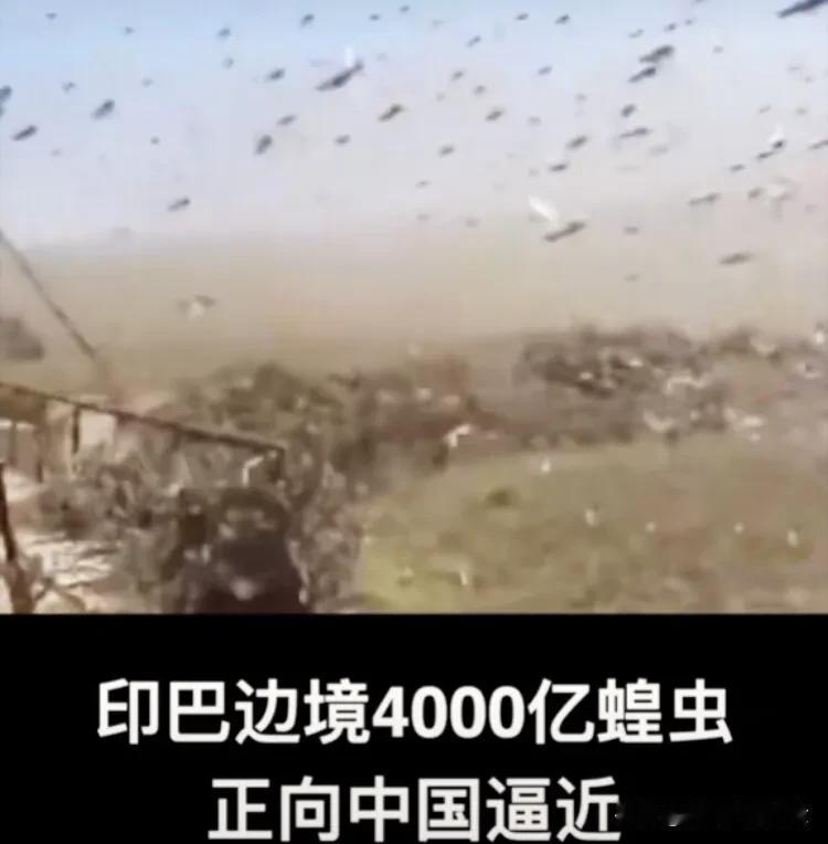 蝗虫🦗：我们来了！
鸭子🦆：你过来呀！
#4千亿蝗虫能否威胁我国#
