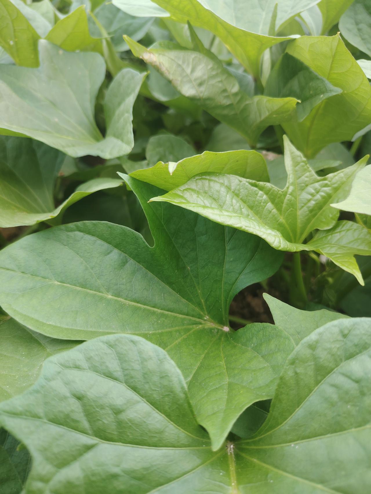 夏日生活打卡季 夏日吃红薯叶，简直不要太爽！它可是“夏季蔬菜皇后”，自带防虫特性