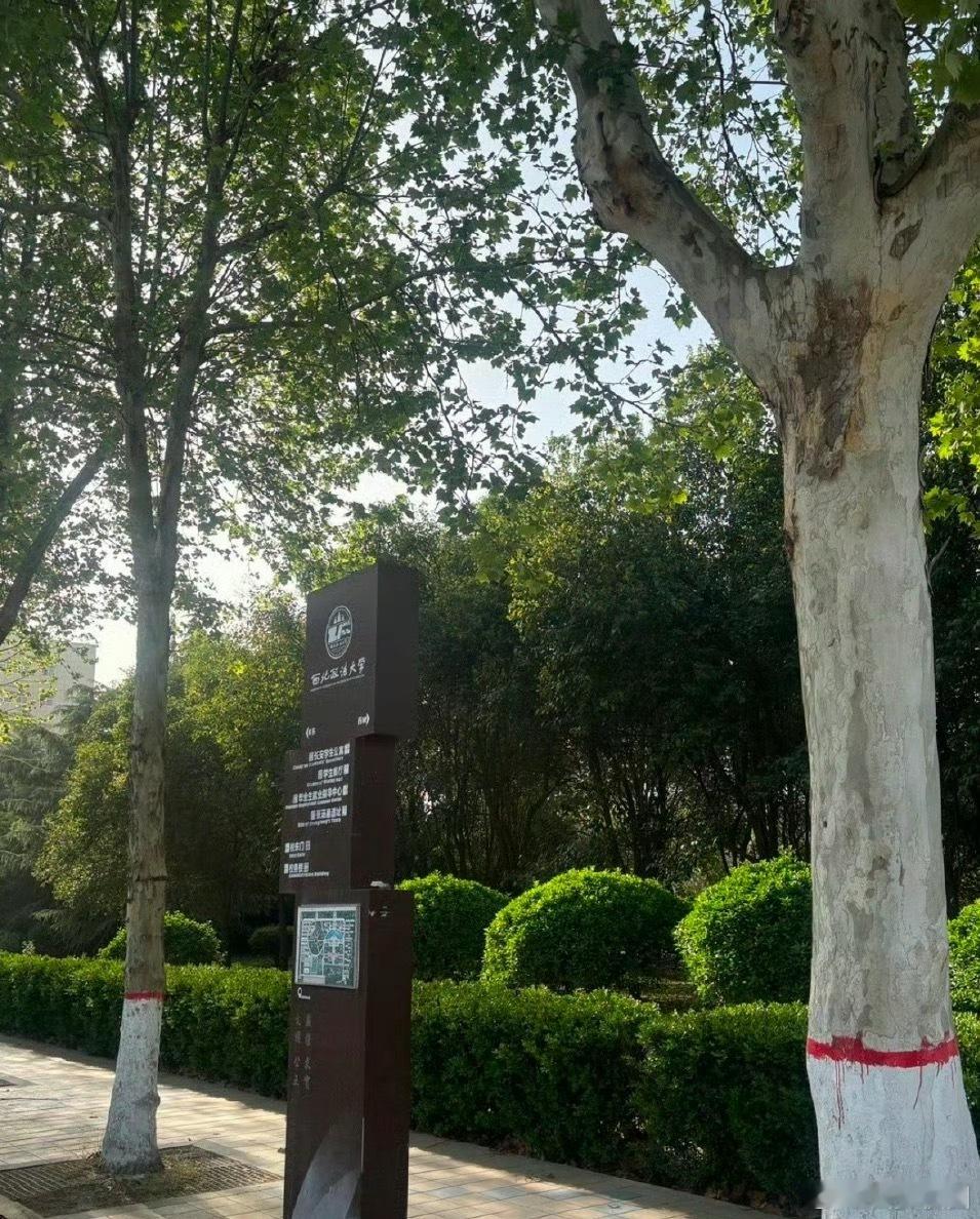 宿舍改造的心此刻达到了顶峰和小西一起来看看陕西高校的绿色美景吧[送花花] 我的绿