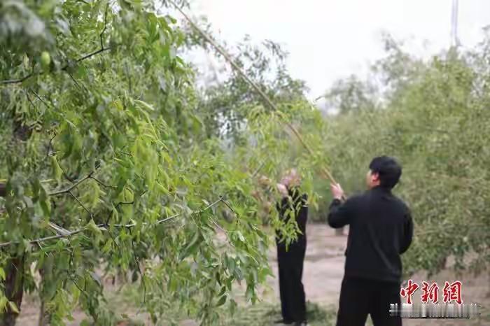 又到了沧州金丝小枣收获的季节，中国新闻网对河北沧县20万亩金丝小枣喜迎丰收进行了