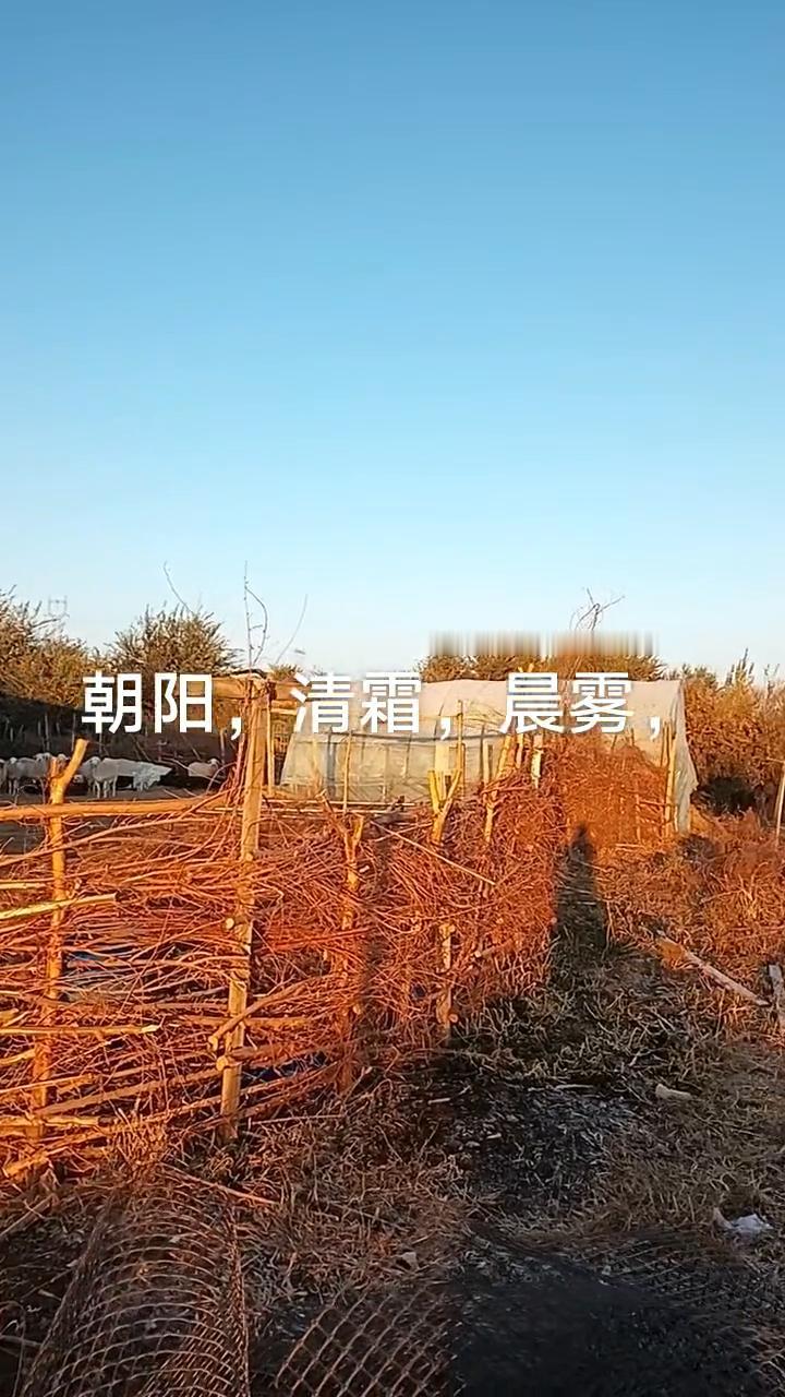 朝阳，清霜，晨雾。