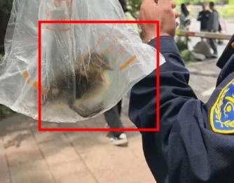 游客偷走自己的孩子，鸳鸯妈妈竟然会拼命呼救。2026年5月4日上午，杭州太子湾公