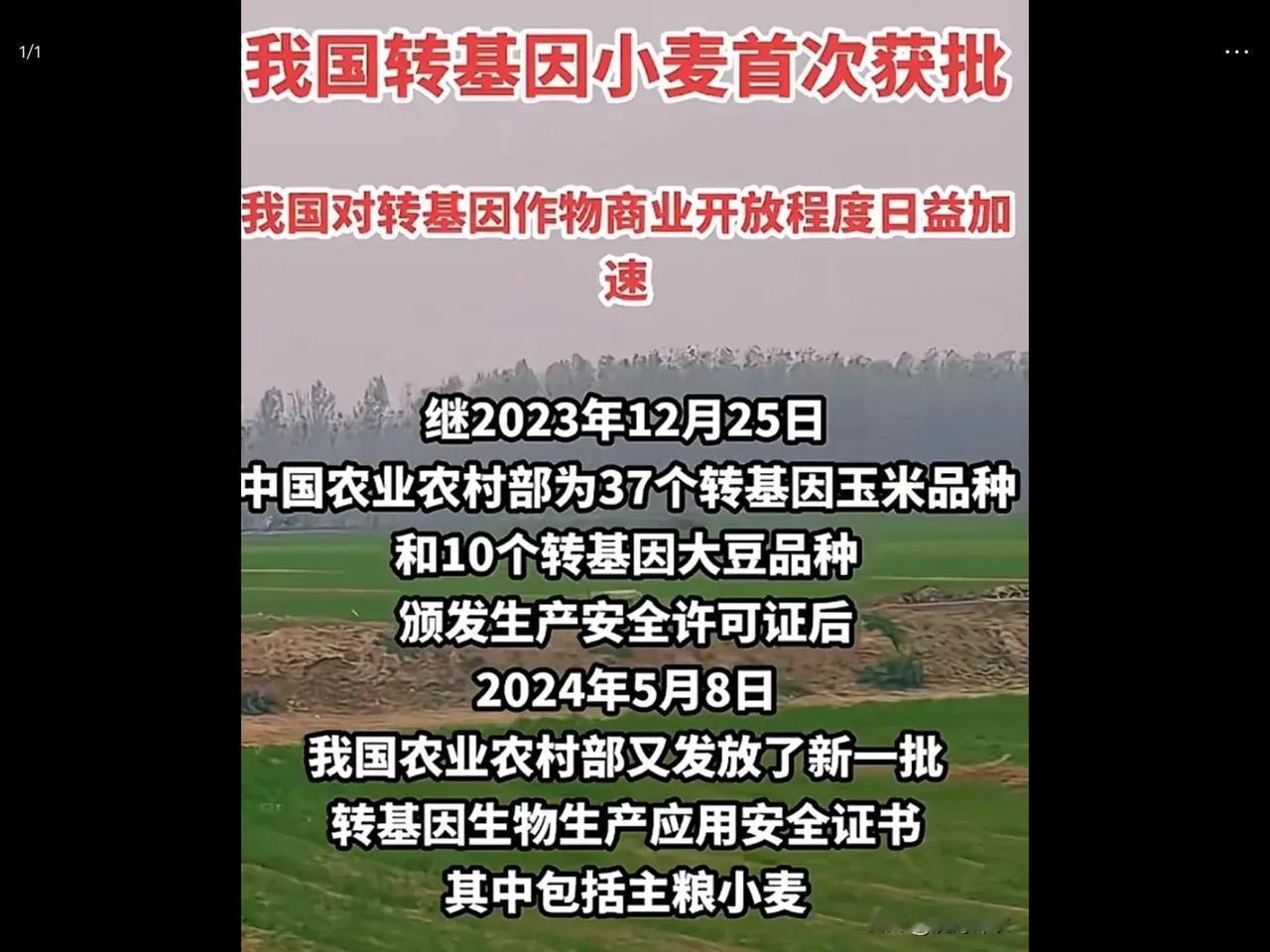 我国继批准转基因玉米大豆等转基因作物之后，首次批准转基因小麦品种进入商业性种植。