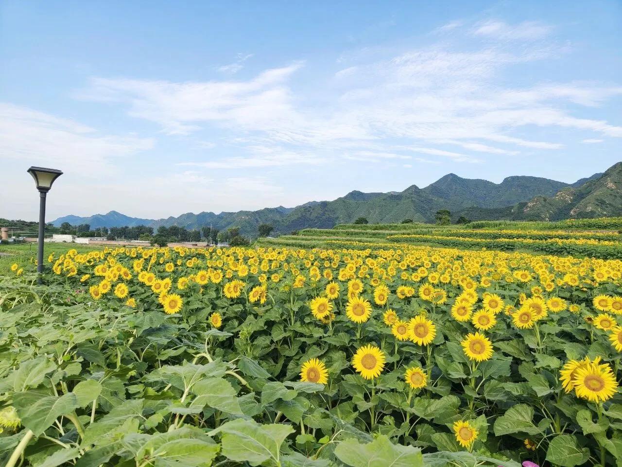 这里的向日葵🌻正当时
上周五我去镇罗营千亩梯田，那时的向日葵有少部分刚刚初绽，