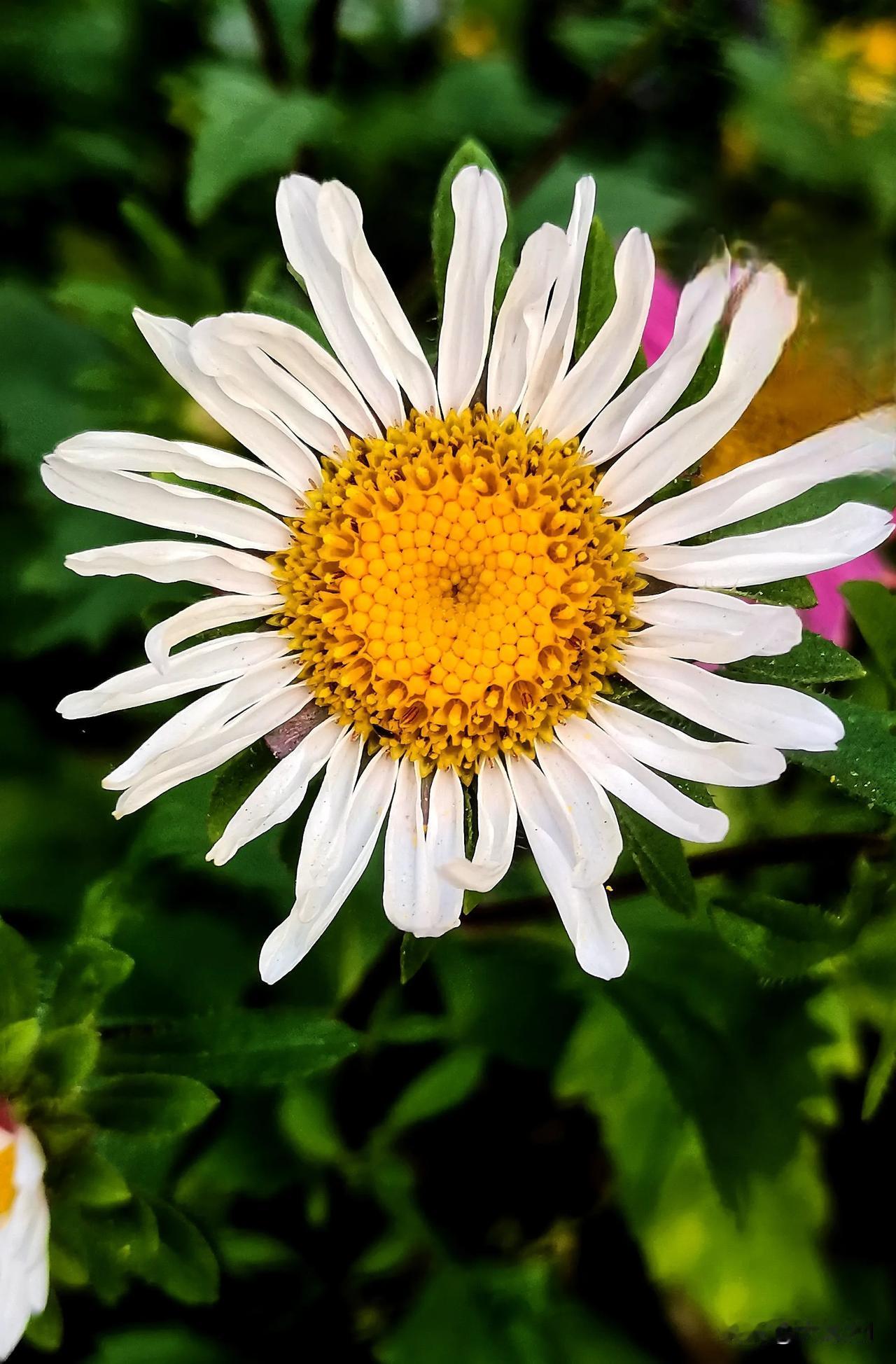 随手拍秋菊（首发原创）
#随手拍秋季菊花# #随手拍小菊花# #随拍的菊花# #