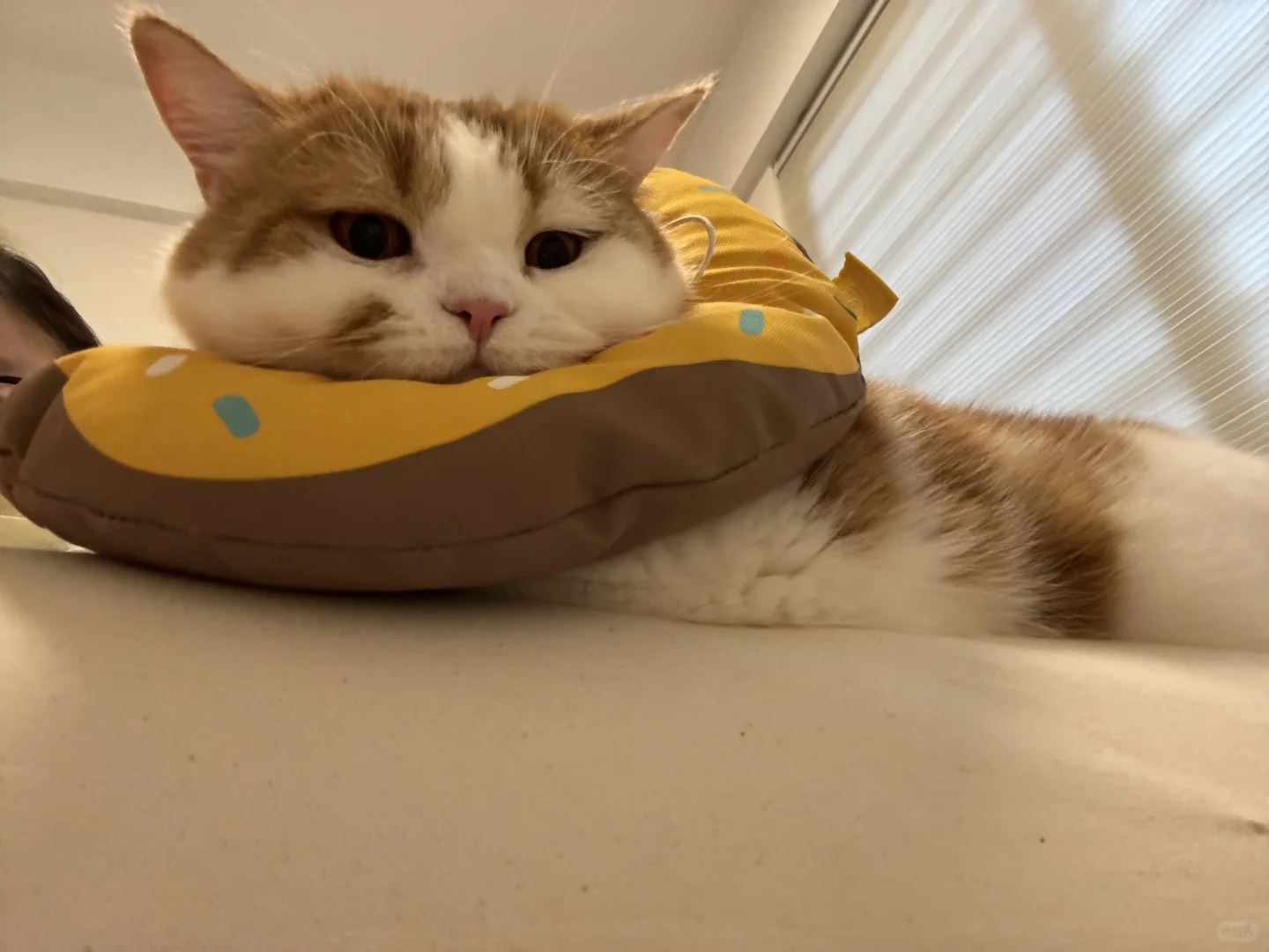 🐱：我是在自拍吗