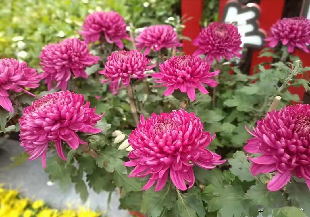 人至古稀之年方明白，房子再大、钱财再多皆无用，唯有这些才是实实在在的。
不少人觉