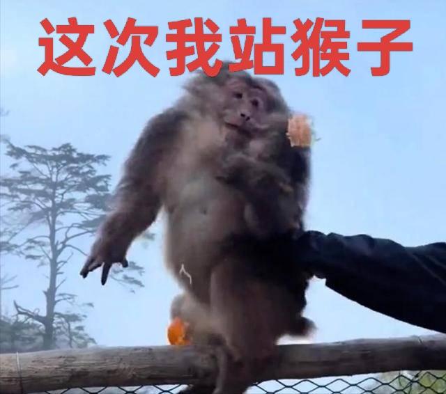 网友怒了：这次我站猴子！
 
峨眉山那只蹲在崖边护栏上、正乖乖剥橘子吃的小猴子，