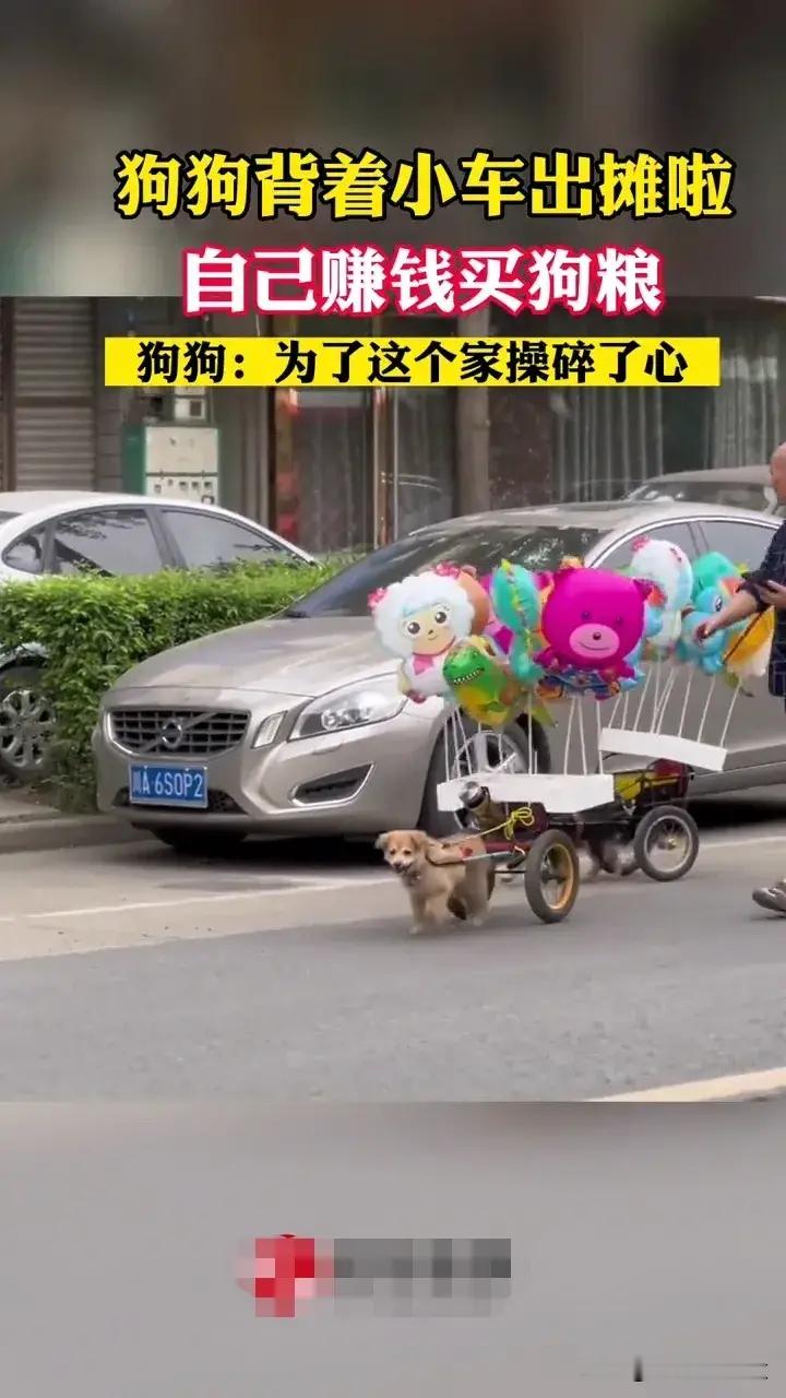 4月14日，四川，一只背着小车的狗狗出现在了市区的街头，狗狗背着小车出摊，自己赚