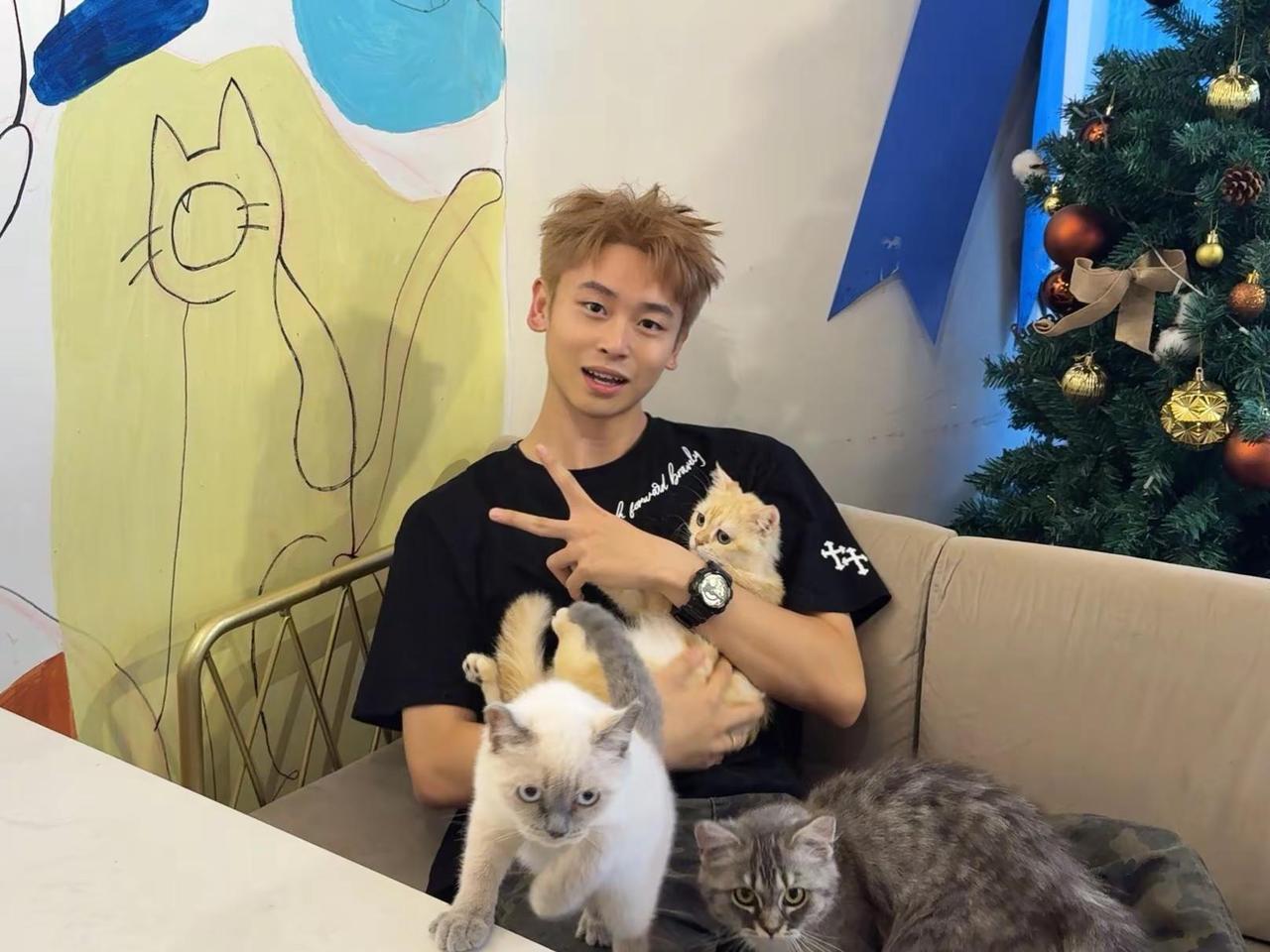 第一次漂 奶茶色没有人能拒绝小猫 奶茶灰金