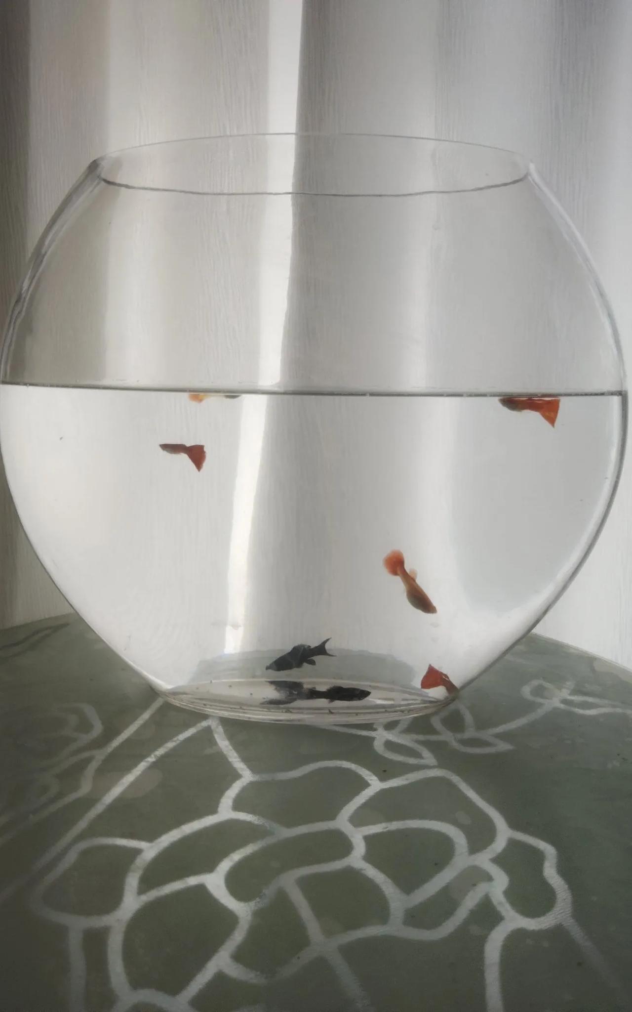 养金鱼''三不喂''你知道吗
我买了九条金鱼，一周之内都叫我全养死了，经过询问、