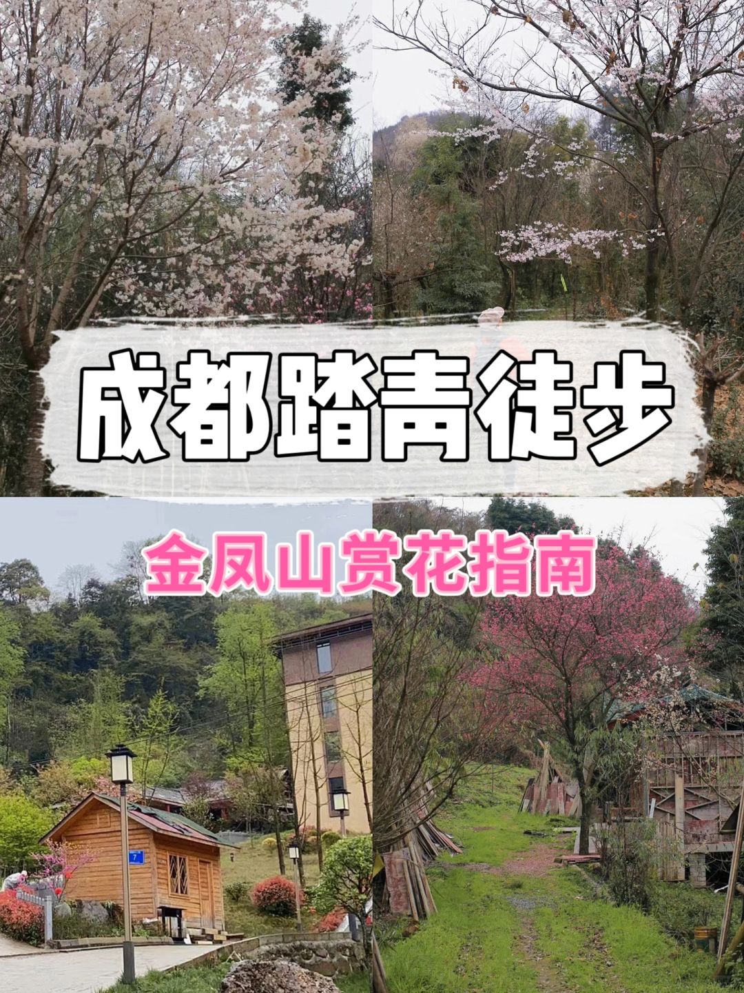 成都周边❗️金凤山赏花踏青亲子徒步路线
