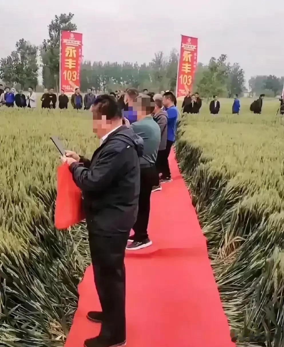 太气人了！在麦田里铺红毯举办观摩会，真是闻所未闻！鞋子脏了可以洗，但是出穗的麦田