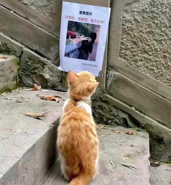 【这场景似曾相识】反思中的猫咪 