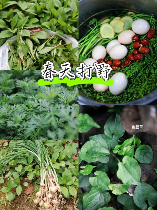 宁波打野｜春生万物，祛寒荠菜花鸡蛋+野菜