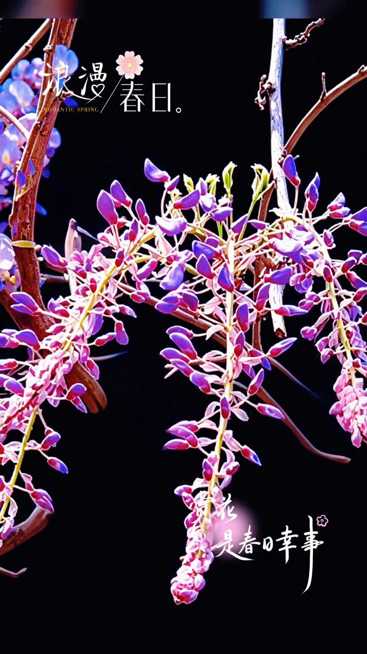 浪漫春日。
赏花，美的串串，春日。