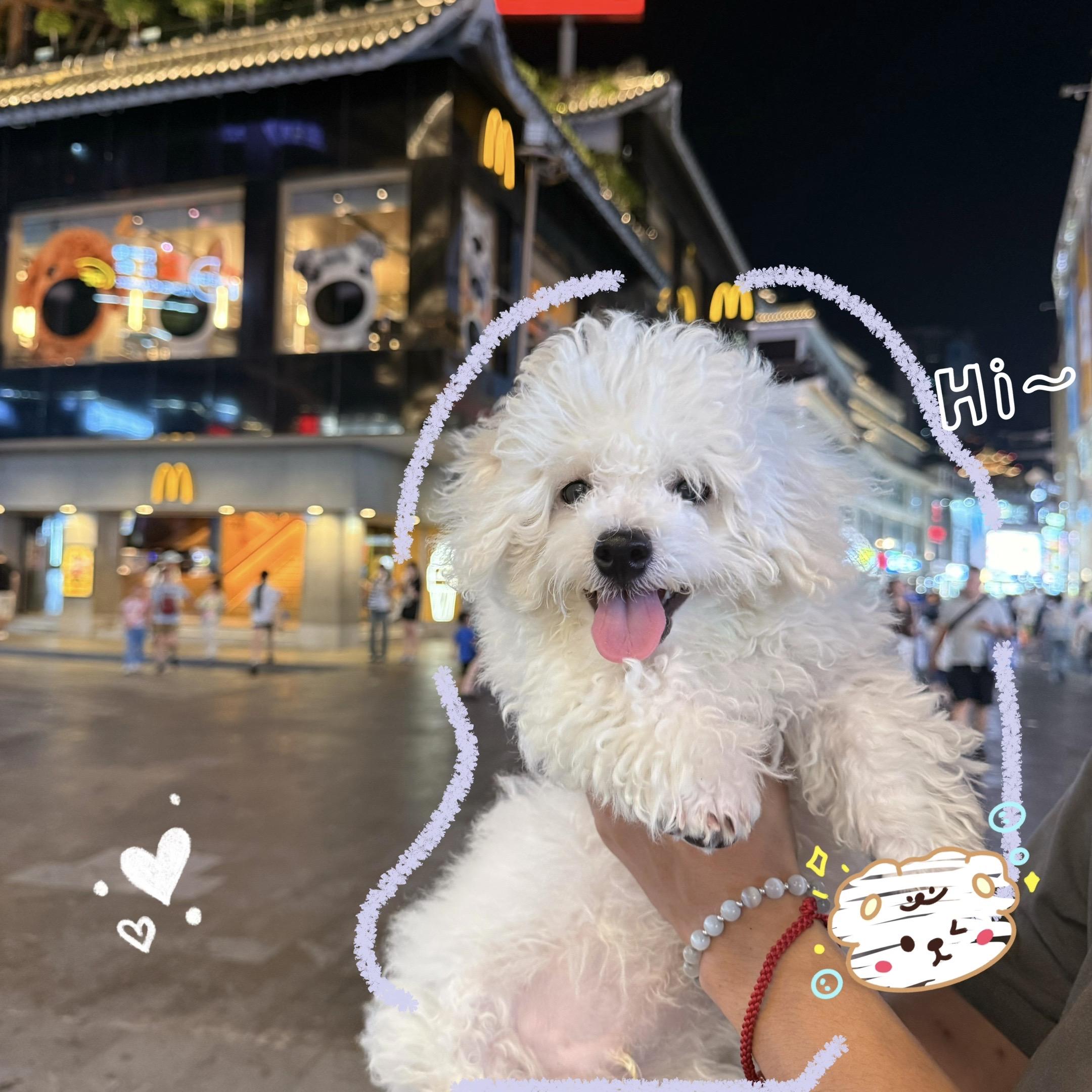 我是你的快乐小狗～🥰🥰我是最最最可爱的！