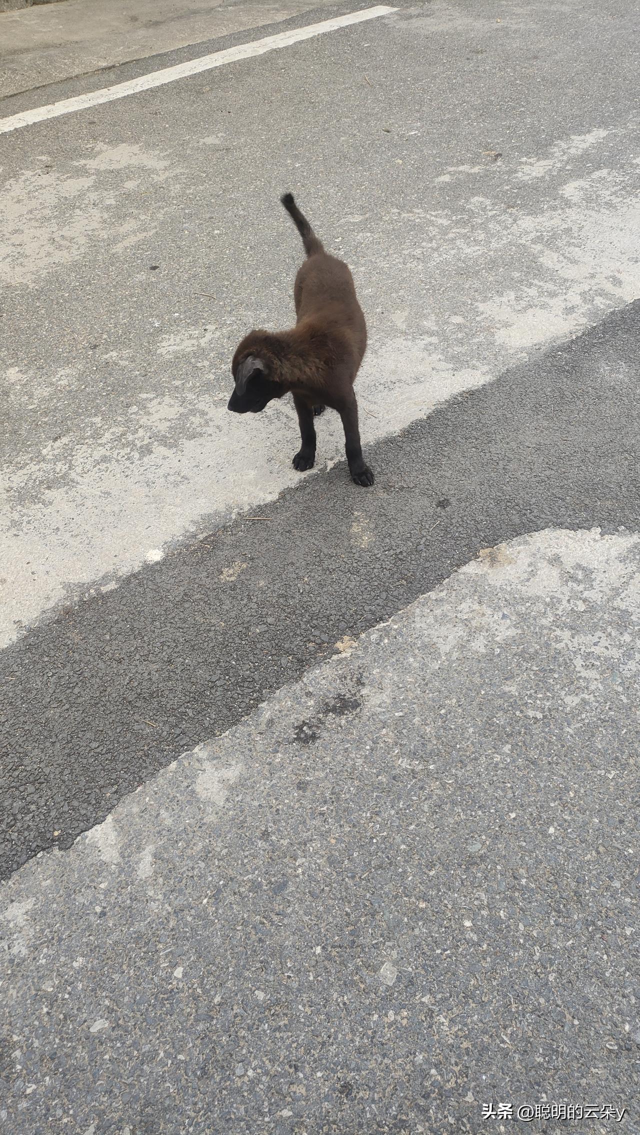 狗是一种有灵性的动物,你同意吗?同意啊，狗本来就有灵气，我家狗狗就是，每天送我去