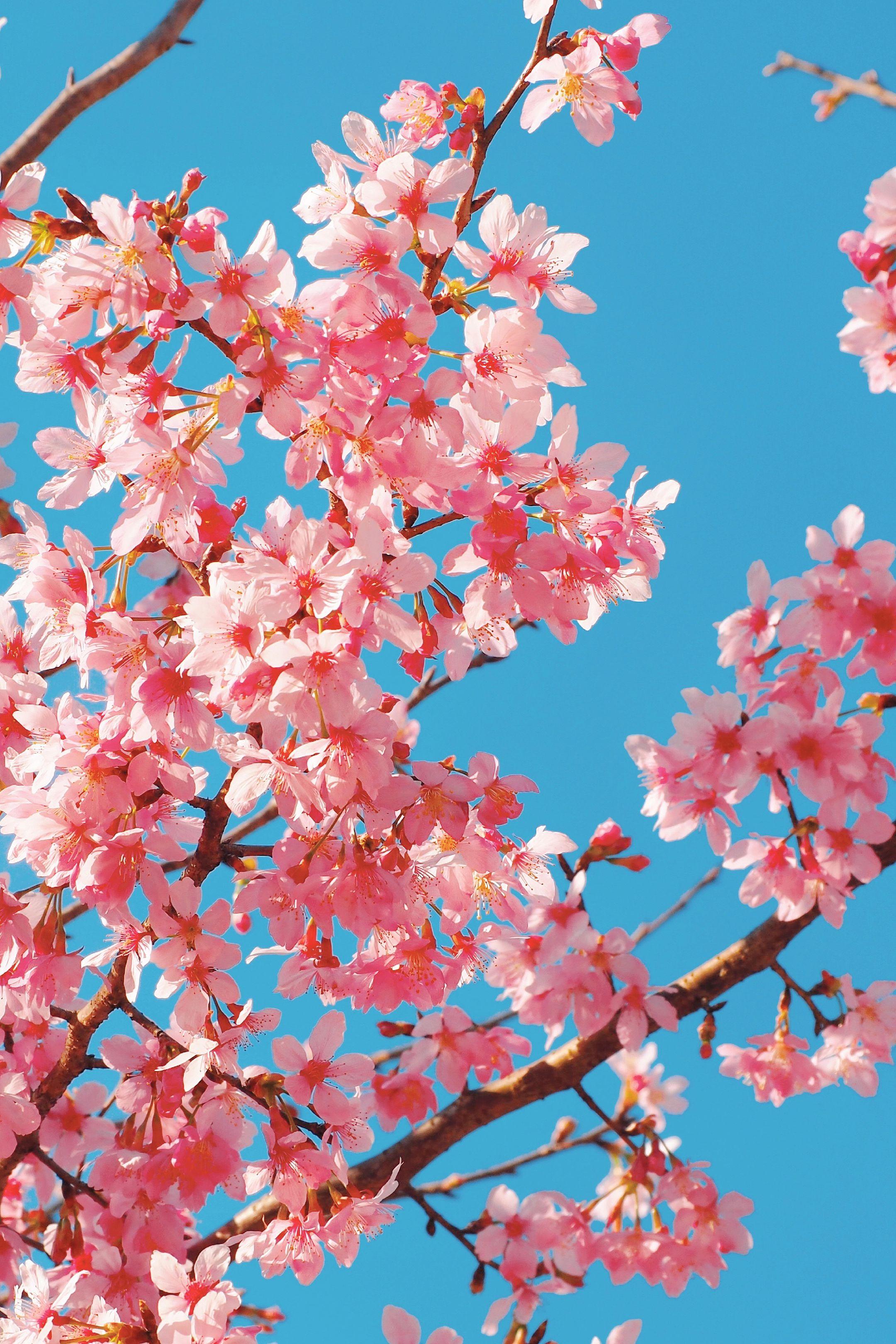 今日立春 立是开始 春是希望 祝我的好朋友生活春风得意 事业春意盎然 ...