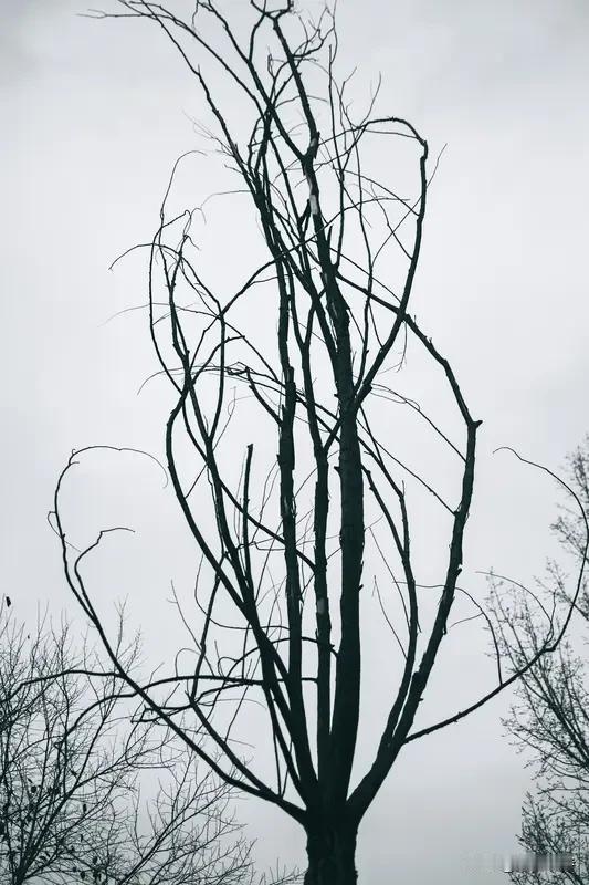 看到“有花无果有花果，无叶有枝无叶枝”这对联，我也来了兴致琢磨下联。这上联巧妙在