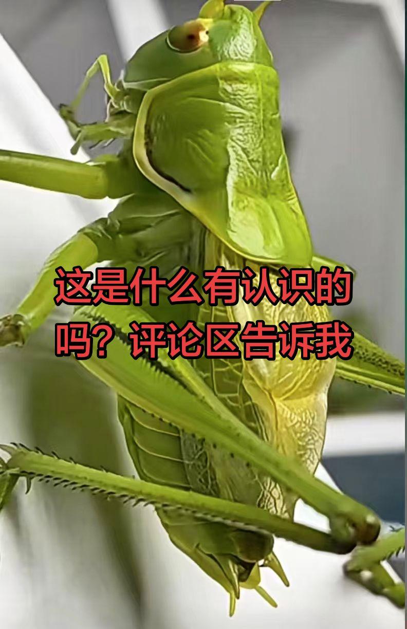 你见过吗 ？这是什么看看谁认识